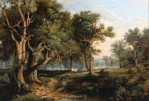 Woodland Scene